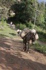 Transporte a lomo de mula hasta 8 Km x 1 kg